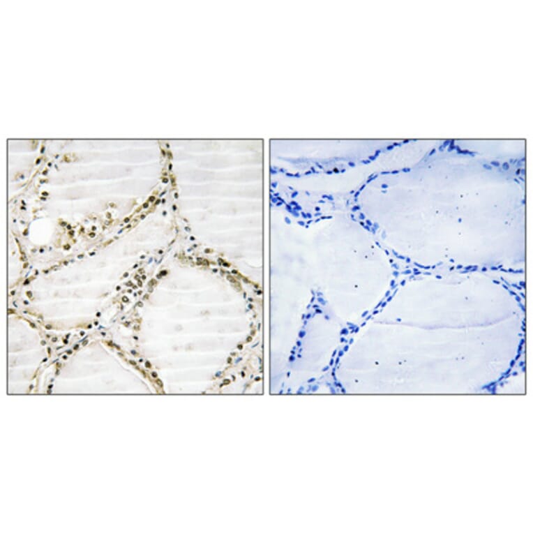 Immunohistochemistry - Anti-SFRS4 Antibody (C10906) - Antibodies.com