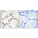 Immunohistochemistry - Anti-SFRS4 Antibody (C10906) - Antibodies.com