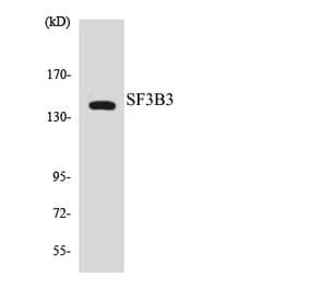 Western Blot - Anti-SF3B3 Antibody (R12-3496) - Antibodies.com