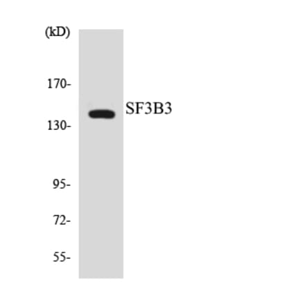 Western Blot - Anti-SF3B3 Antibody (R12-3496) - Antibodies.com