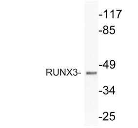 Western Blot - Anti-RUNX3 Antibody (R12-2341) - Antibodies.com