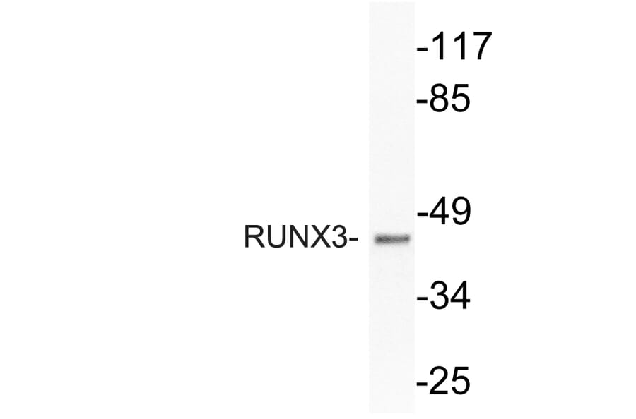 Western Blot - Anti-RUNX3 Antibody (R12-2341) - Antibodies.com