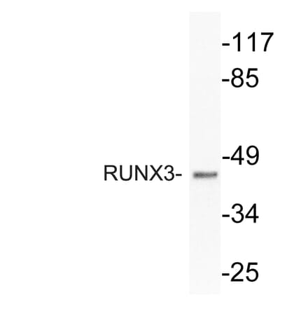 Western Blot - Anti-RUNX3 Antibody (R12-2341) - Antibodies.com