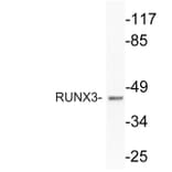 Western Blot - Anti-RUNX3 Antibody (R12-2341) - Antibodies.com