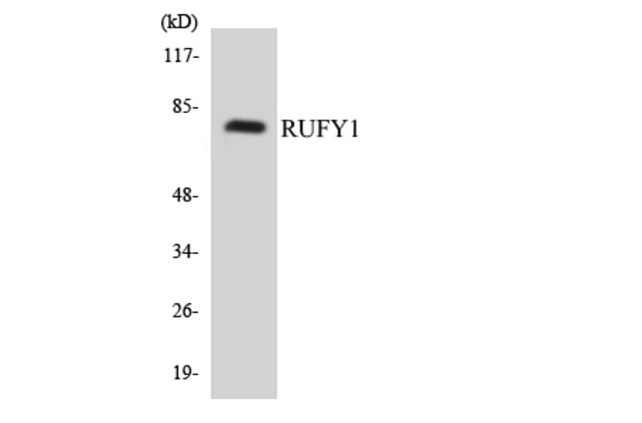 Western Blot - Anti-RUFY1 Antibody (R12-3471) - Antibodies.com