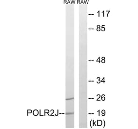 Western Blot - Anti-RPB11 Antibody (C15467) - Antibodies.com