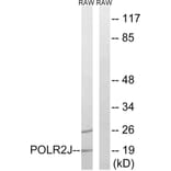 Western Blot - Anti-RPB11 Antibody (C15467) - Antibodies.com