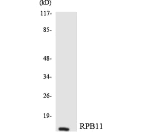Western Blot - Anti-RPB11 Antibody (R12-3448) - Antibodies.com