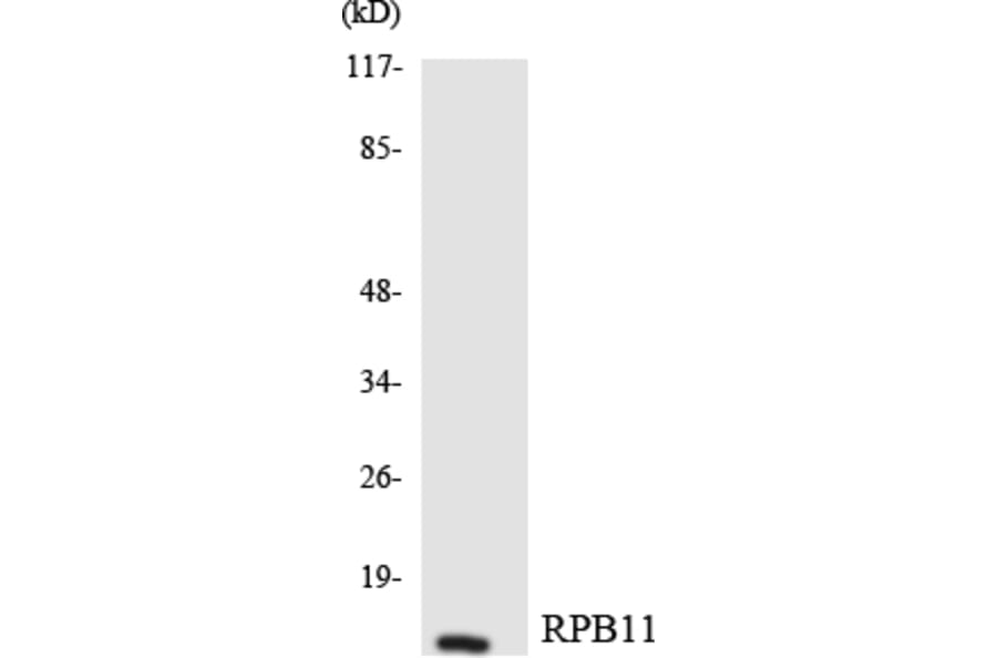 Western Blot - Anti-RPB11 Antibody (R12-3448) - Antibodies.com