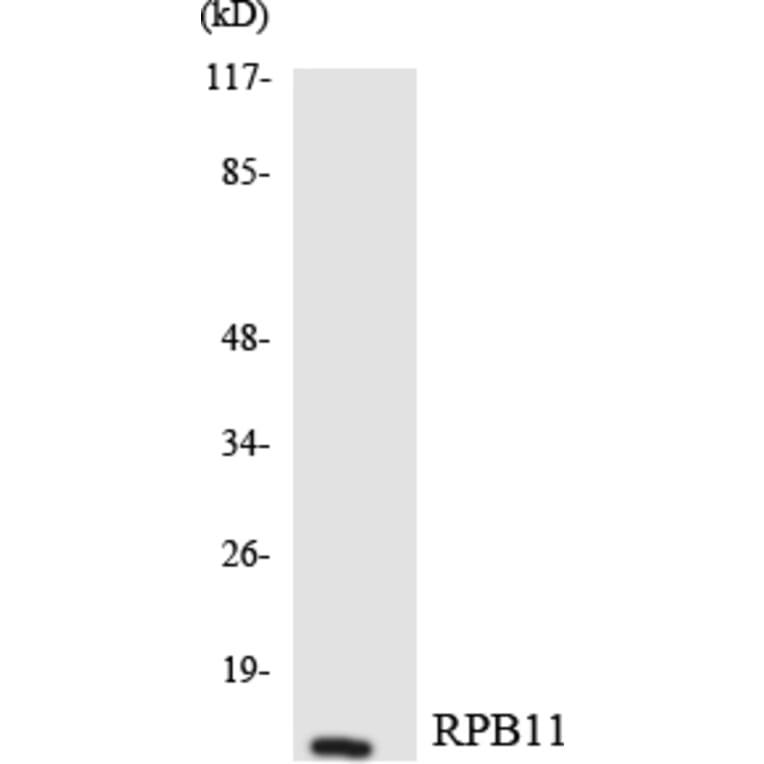 Western Blot - Anti-RPB11 Antibody (R12-3448) - Antibodies.com