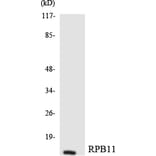 Western Blot - Anti-RPB11 Antibody (R12-3448) - Antibodies.com