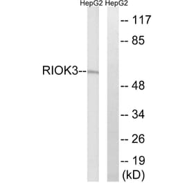 Western Blot - Anti-RIOK3 Antibody (C18608) - Antibodies.com