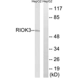 Western Blot - Anti-RIOK3 Antibody (C18608) - Antibodies.com