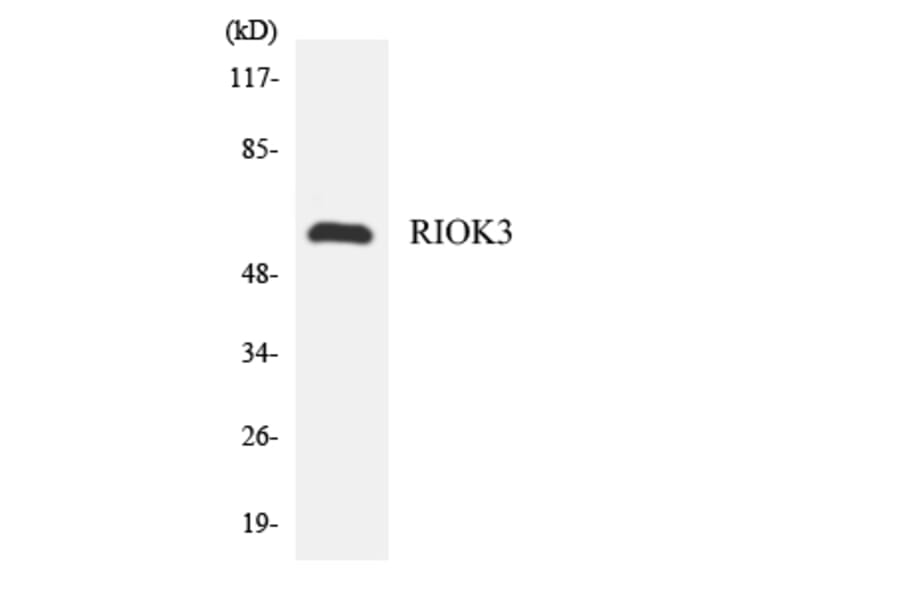Western Blot - Anti-RIOK3 Antibody (R12-3443) - Antibodies.com