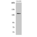 Western Blot - Anti-RGAG1 Antibody (C11369) - Antibodies.com