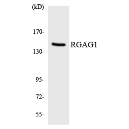 Western Blot - Anti-RGAG1 Antibody (R12-3430) - Antibodies.com