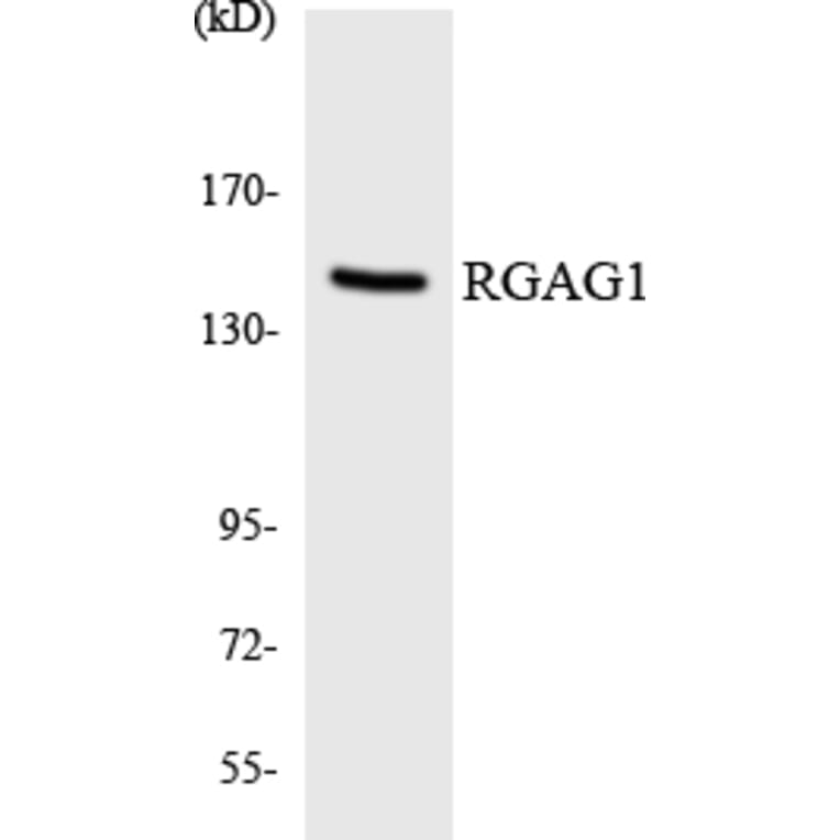 Western Blot - Anti-RGAG1 Antibody (R12-3430) - Antibodies.com