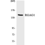 Western Blot - Anti-RGAG1 Antibody (R12-3430) - Antibodies.com