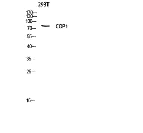 Western Blot - Anti-RFWD2 Antibody (B8412) - Antibodies.com