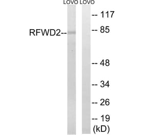 Western Blot - Anti-RFWD2 Antibody (C15565) - Antibodies.com