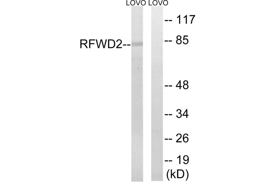 Western Blot - Anti-RFWD2 Antibody (C15565) - Antibodies.com