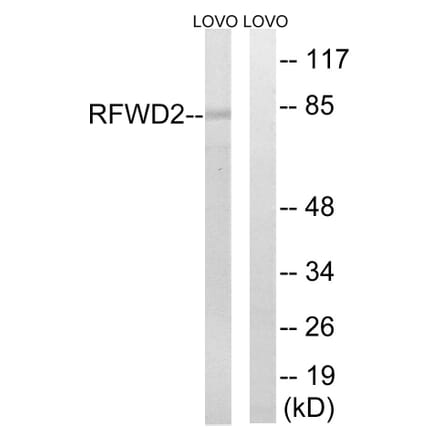 Western Blot - Anti-RFWD2 Antibody (C15565) - Antibodies.com