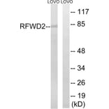Western Blot - Anti-RFWD2 Antibody (C15565) - Antibodies.com