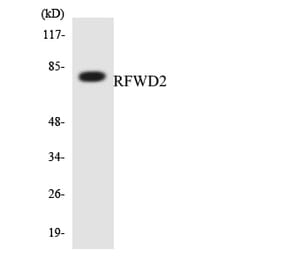 Western Blot - Anti-RFWD2 Antibody (R12-3428) - Antibodies.com
