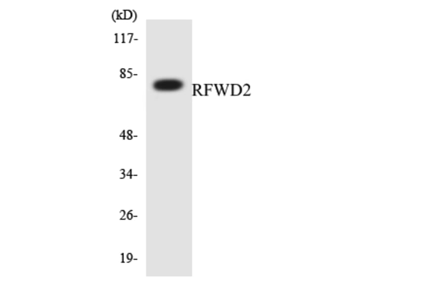 Western Blot - Anti-RFWD2 Antibody (R12-3428) - Antibodies.com