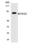 Western Blot - Anti-RFWD2 Antibody (R12-3428) - Antibodies.com