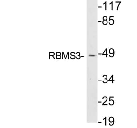 Western Blot - Anti-RBMS3 Antibody (R12-2331) - Antibodies.com