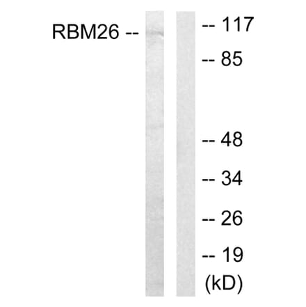 Western Blot - Anti-RBM26 Antibody (C11188) - Antibodies.com
