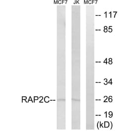 Western Blot - Anti-RAP2C Antibody (C18282) - Antibodies.com