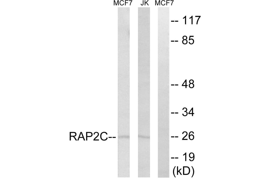 Western Blot - Anti-RAP2C Antibody (C18282) - Antibodies.com