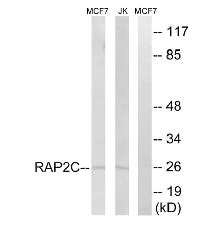 Western Blot - Anti-RAP2C Antibody (C18282) - Antibodies.com