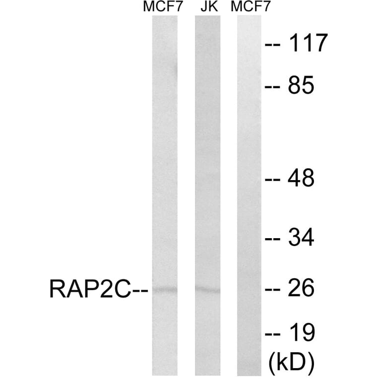 Western Blot - Anti-RAP2C Antibody (C18282) - Antibodies.com