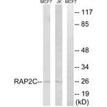 Western Blot - Anti-RAP2C Antibody (C18282) - Antibodies.com