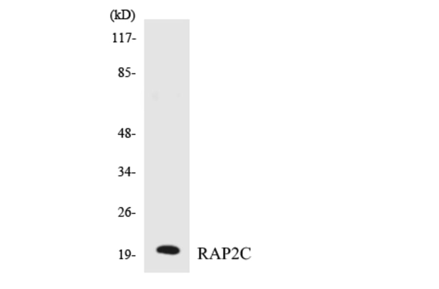 Western Blot - Anti-RAP2C Antibody (R12-3403) - Antibodies.com