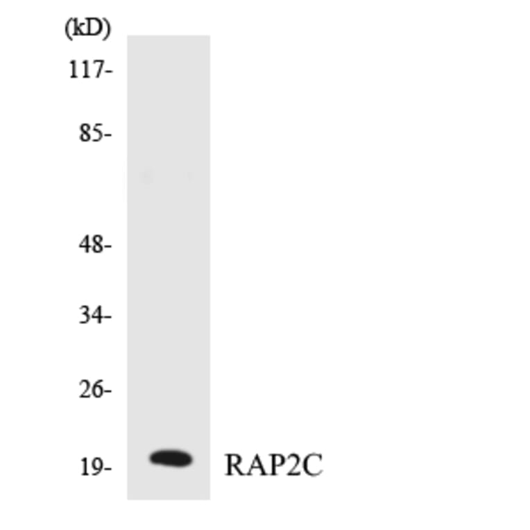 Western Blot - Anti-RAP2C Antibody (R12-3403) - Antibodies.com