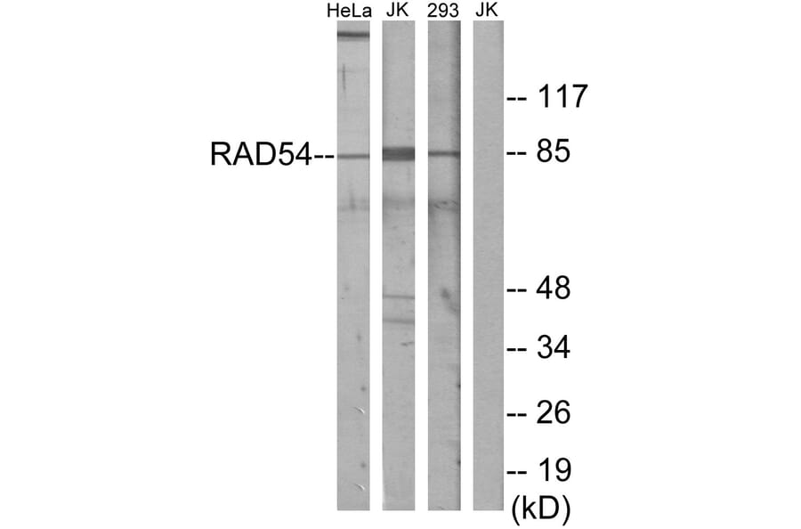 Western Blot - Anti-RAD54 Antibody (C13112) - Antibodies.com