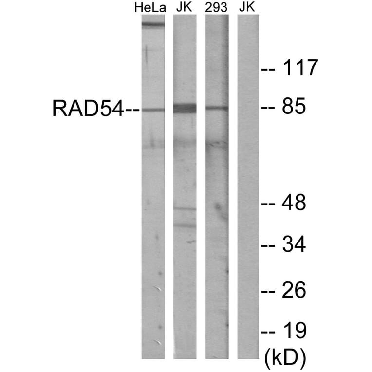 Western Blot - Anti-RAD54 Antibody (C13112) - Antibodies.com