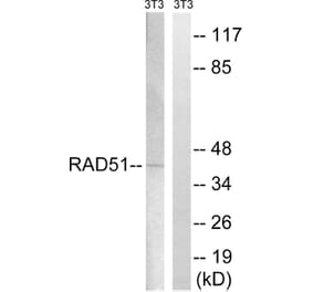 Western Blot - Anti-RAD51 Antibody (B8410) - Antibodies.com