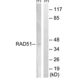 Western Blot - Anti-RAD51 Antibody (B8410) - Antibodies.com