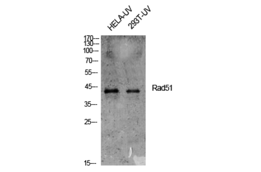 Western Blot - Anti-RAD51 Antibody (B1117) - Antibodies.com