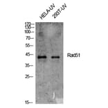 Western Blot - Anti-RAD51 Antibody (B1117) - Antibodies.com