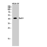 Western Blot - Anti-RAD51 Antibody (B1117) - Antibodies.com