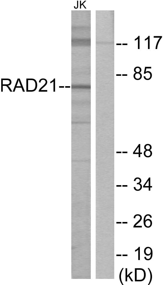 Western blot analysis of lysates from Jurkat cells using Anti-RAD21 Antibody. The right hand lane represents a negative control, where the antibody is blocked by the immunising peptide.
