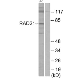 Western Blot - Anti-RAD21 Antibody (C13110) - Antibodies.com