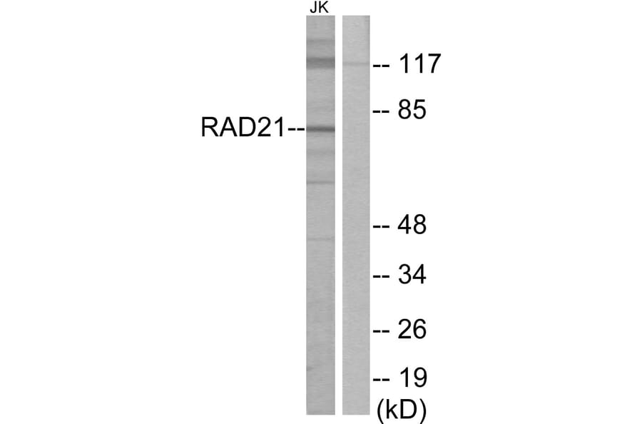 Western Blot - Anti-RAD21 Antibody (C13110) - Antibodies.com