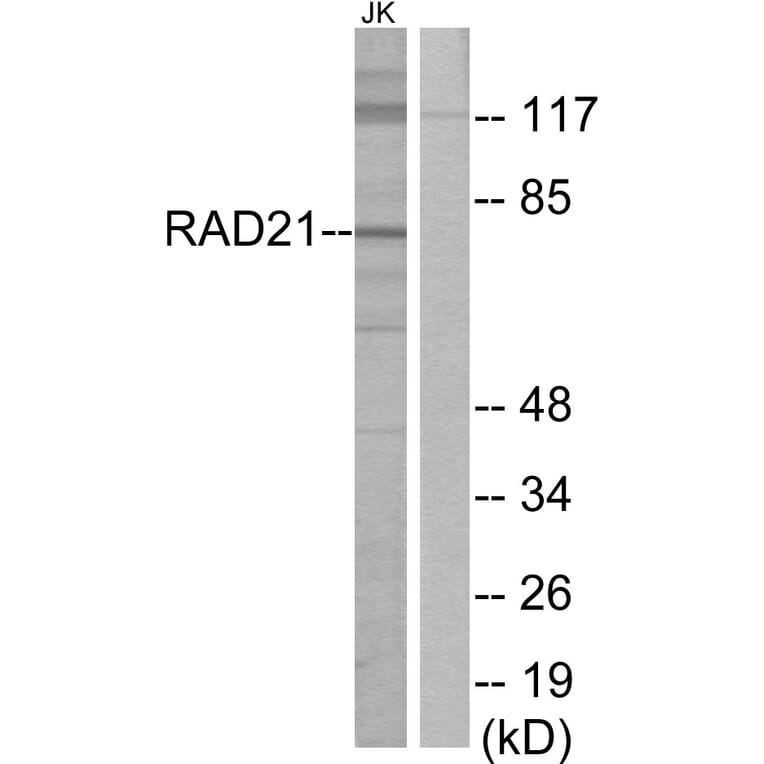 Western Blot - Anti-RAD21 Antibody (C13110) - Antibodies.com
